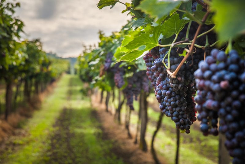English wine: Is sparkling wine better in England than France?